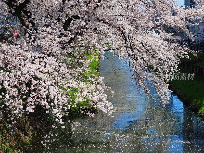 樱花，日本埼玉县川越神社附近的新石川河上的樱花