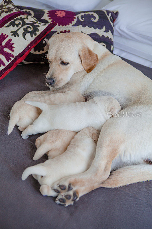 母亲拉布拉多猎犬喂养她的小狗