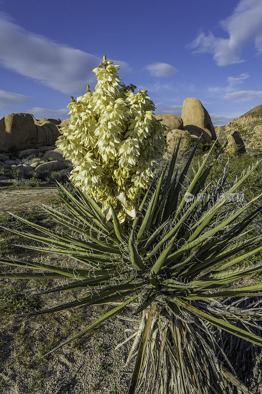 莫哈韦丝兰，丝兰，约书亚树国家公园，加利福尼亚州，莫哈韦沙漠。Asparagaceae