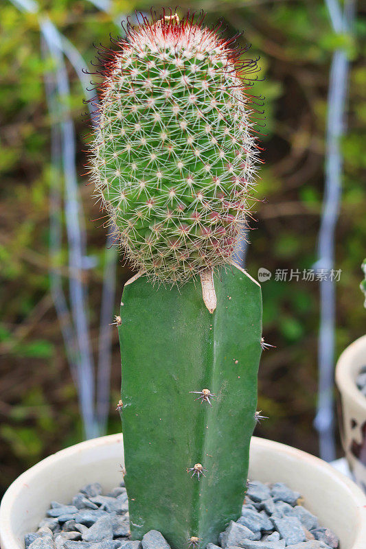 近距离的仙人掌种植在一个白色的花盆与砾石在花园设置