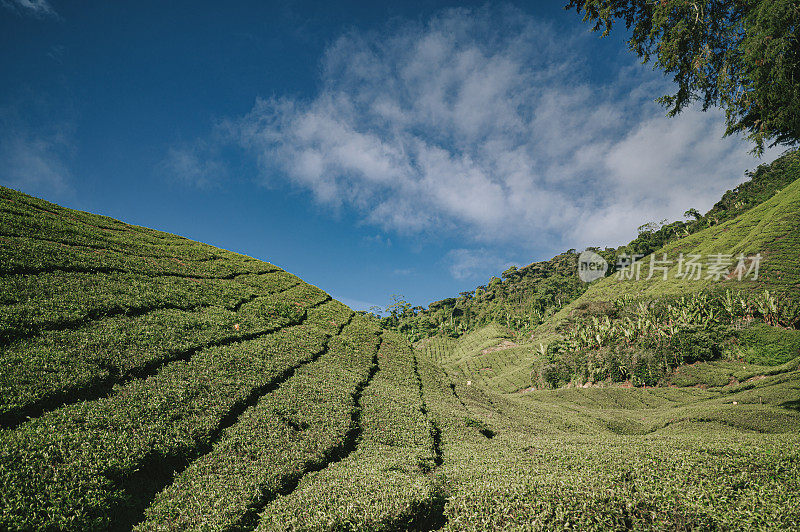 清晨在卡梅隆高地的茶园里种植茶树