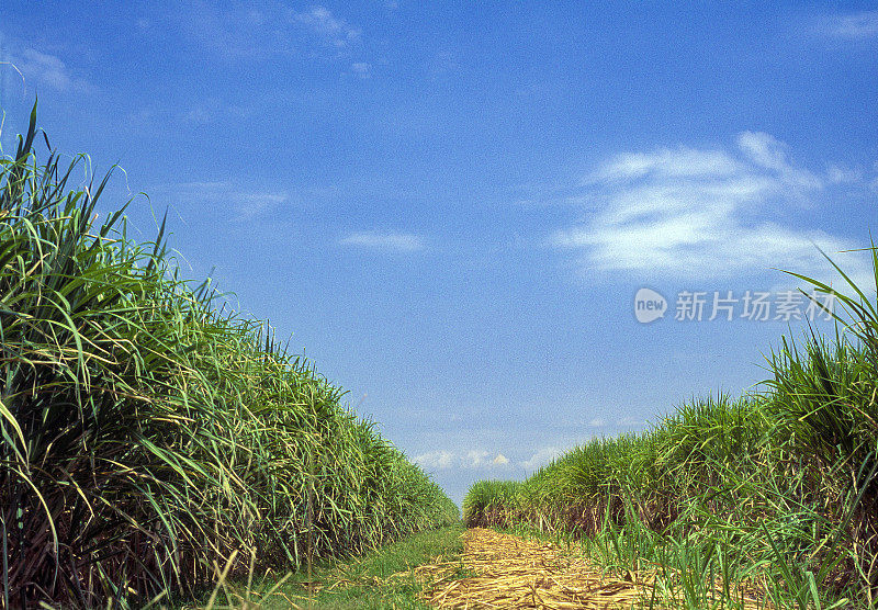 甘蔗种植园，委内瑞拉