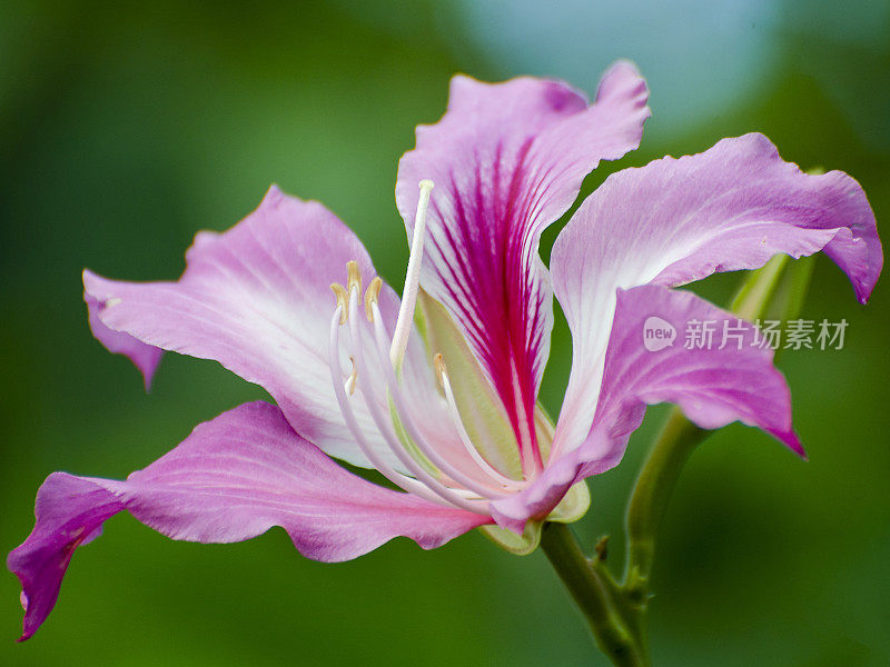 兰花，紫荆花品种