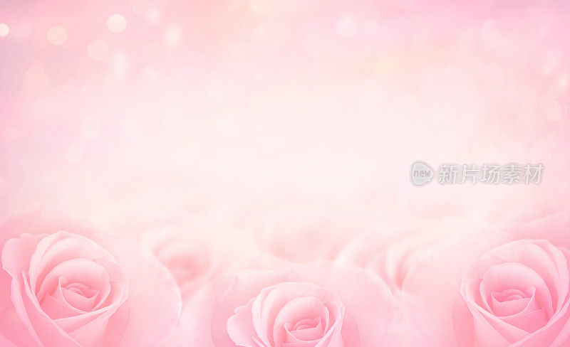 粉色玫瑰花与模糊柔和的颜色背景爱情婚礼和情人节。