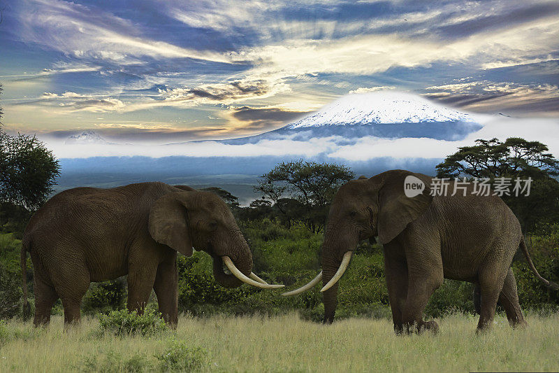 肯尼亚察沃东部和察沃西部国家公园的大象