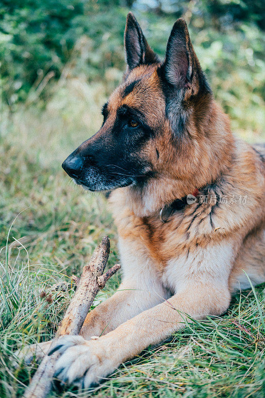 躺在草地上的德国牧羊犬