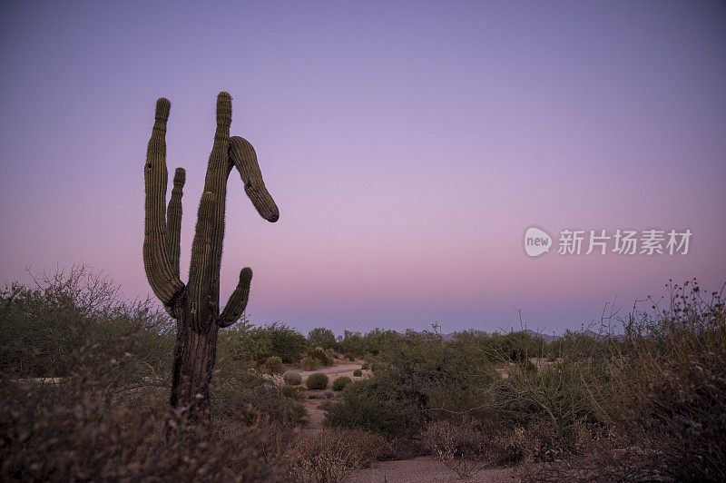 撒瓜罗对日落天空