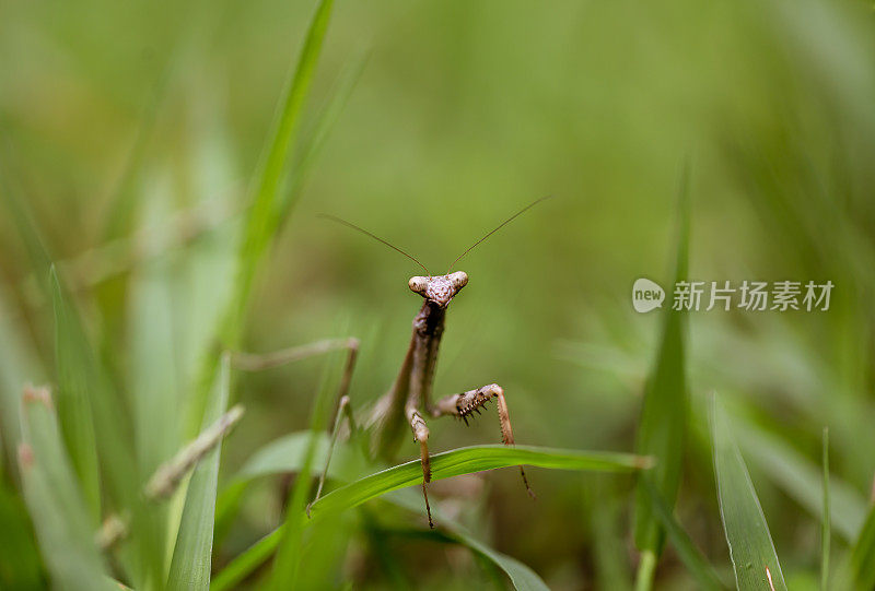 螳螂靠近草地