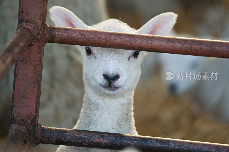 农场里白脸新生的莱恩小羊
