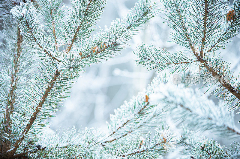 冬天的景象——结了霜的松枝上覆盖着一层雪。树林里的冬天