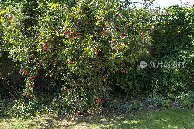 自家花园里一棵树上的“凯蒂”苹果