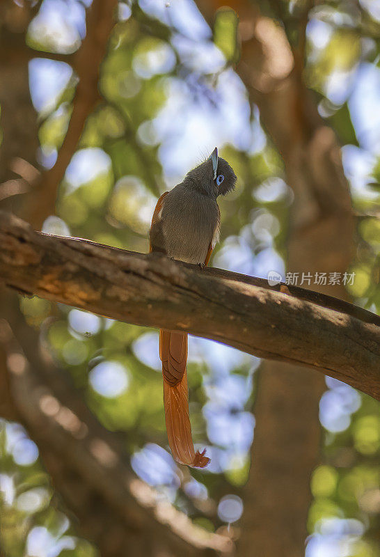 非洲paradise-flycatcher