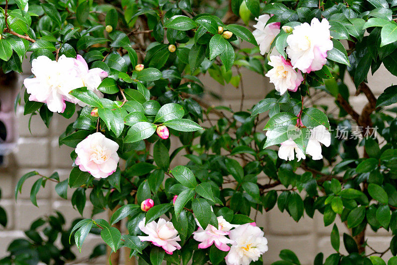 山茶花油茶花