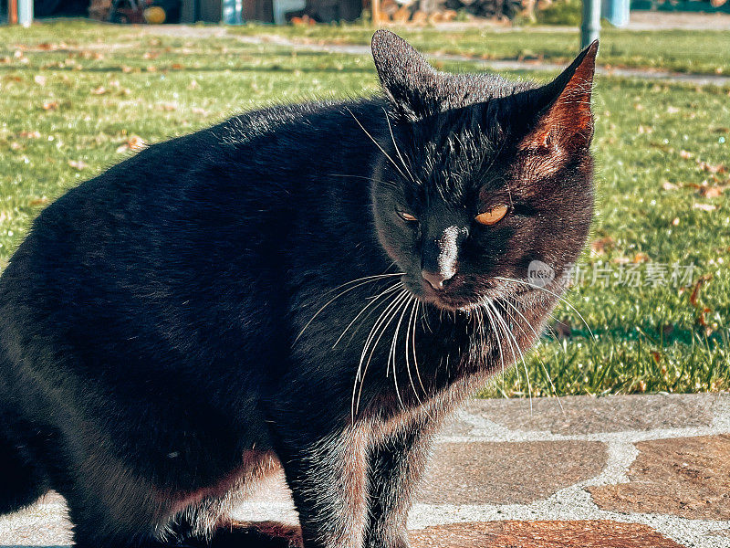 黑猫在户外