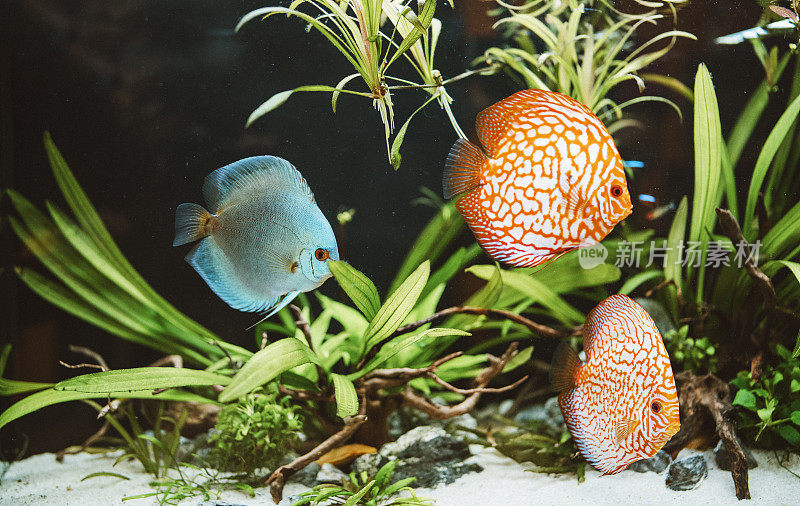 彩色鱼在水族馆的特写。