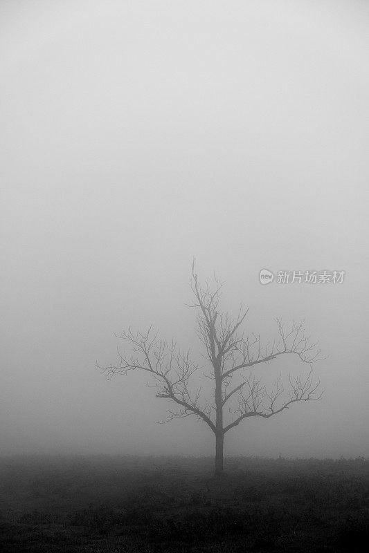 浓雾中的光秃秃的树