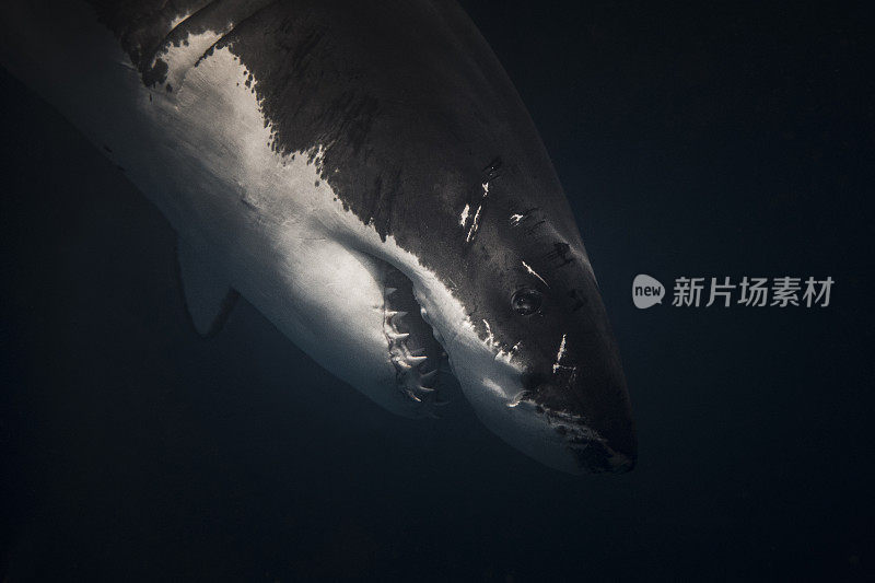 大白鲨的眼睛和脸上有伤疤的特写