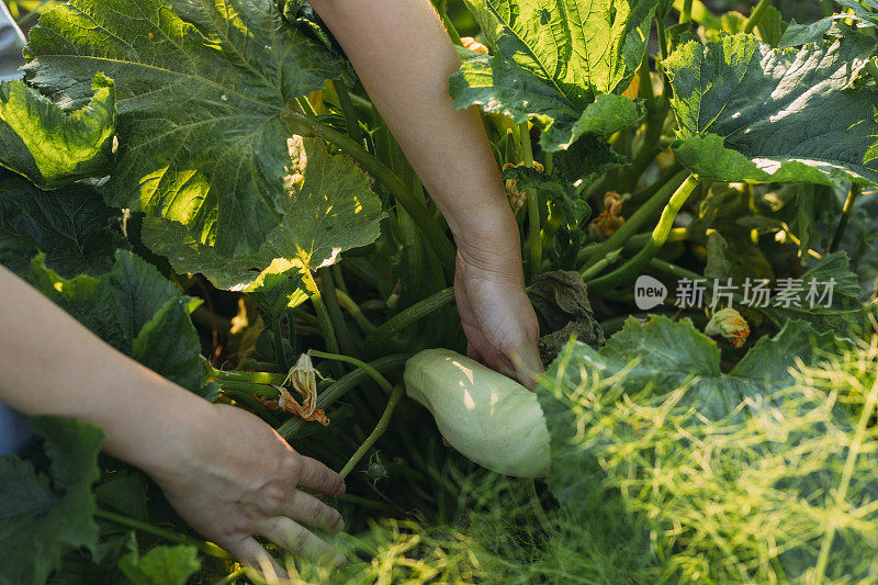 可持续农业:匿名妇女在她的花园里摘西葫芦