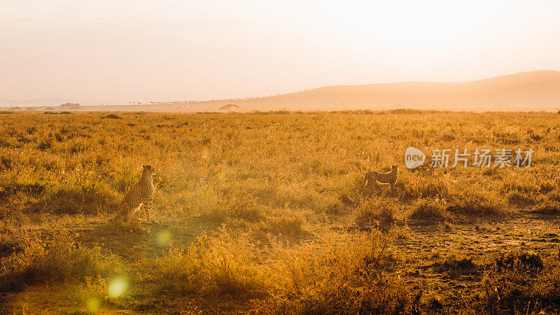 在非洲大草原上，猎豹一家在明亮的夕阳下散步的风景