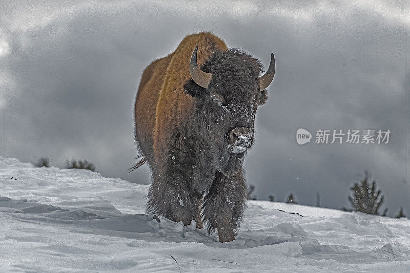 野牛皮毛上有雪和冰晶，正在下雪