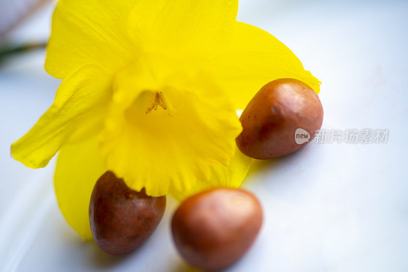 水仙花和巧克力复活节彩蛋