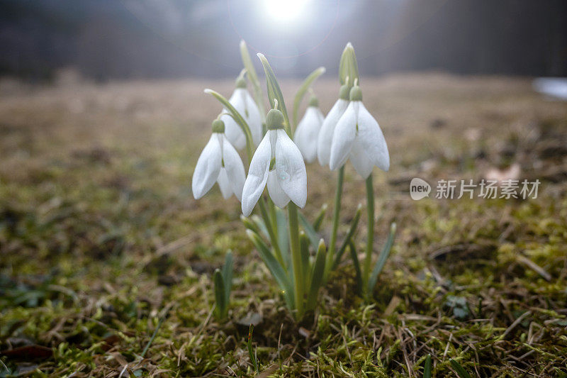 早春雪花莲，雪花莲