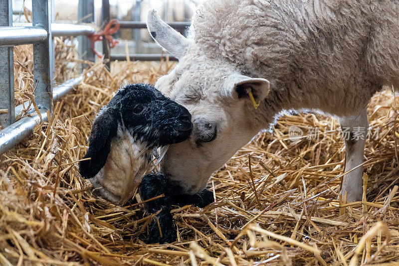 刚出生的小羊羔身上沾满了羊水，正在被它的母亲清洗