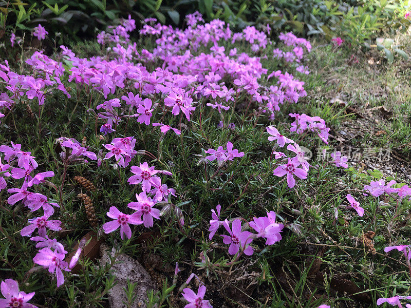 苔藓夹竹桃