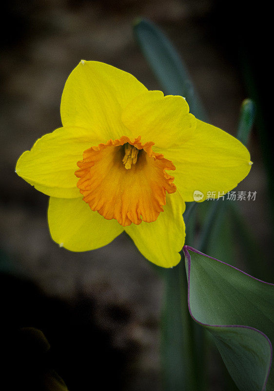 花-春水仙花-特写