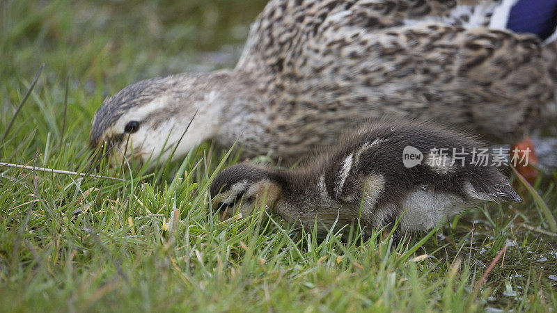 英国北约克郡春天的母野鸭和小鸭子