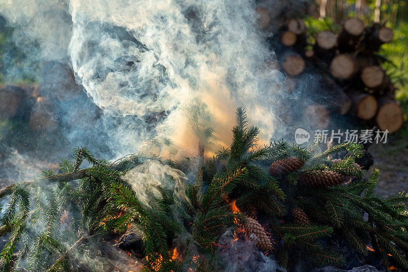 烟雾从冒烟的松树树枝，被阳光照亮。下面可以看到一小团火，树枝上的松果在火中燃烧。