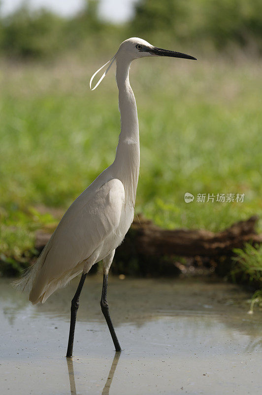 小白鹭(白鹭)