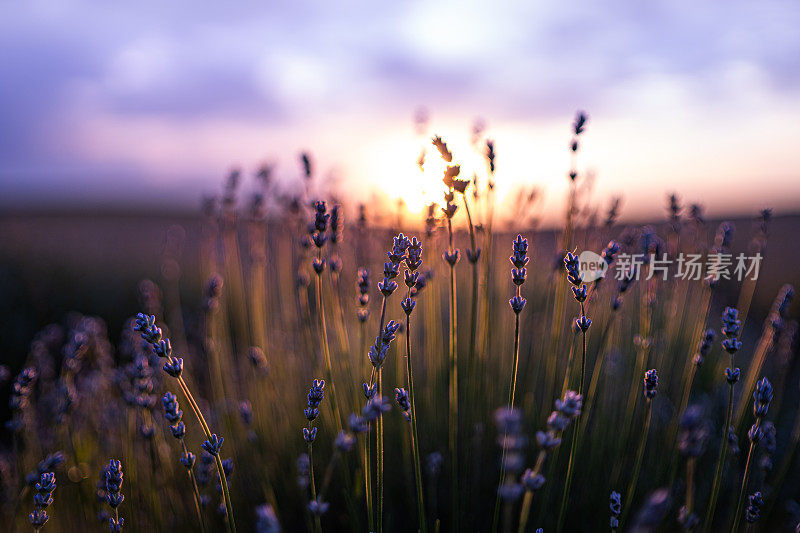 夕阳下的薰衣草田