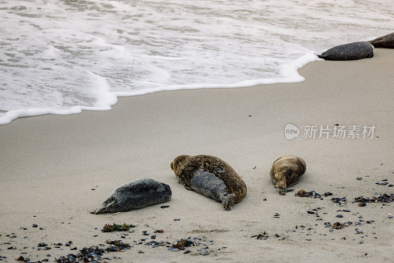 一群海狮躺在海滩上