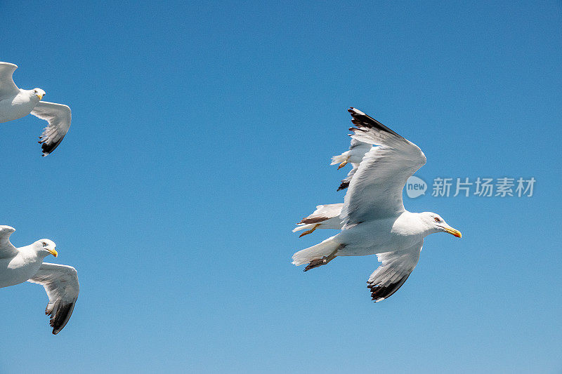 蓝天上的海鸥