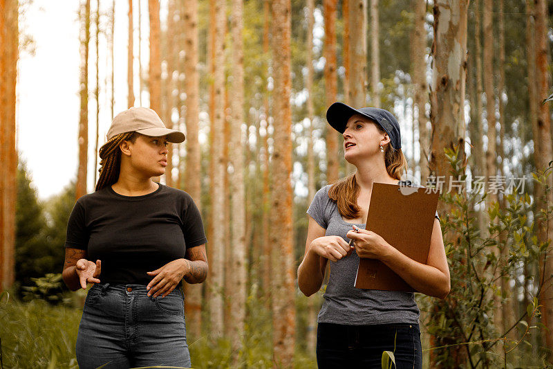 两个农艺区的女人在桉树种植园里散步