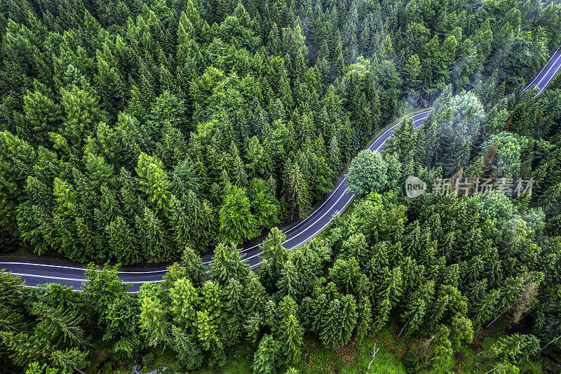 鸟瞰绿色森林中的山路