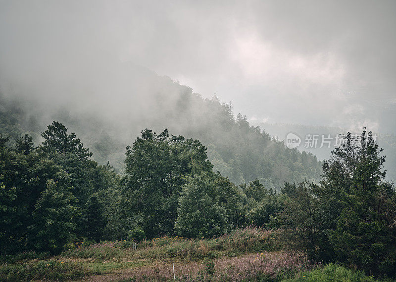 雾从山林中升起的风景