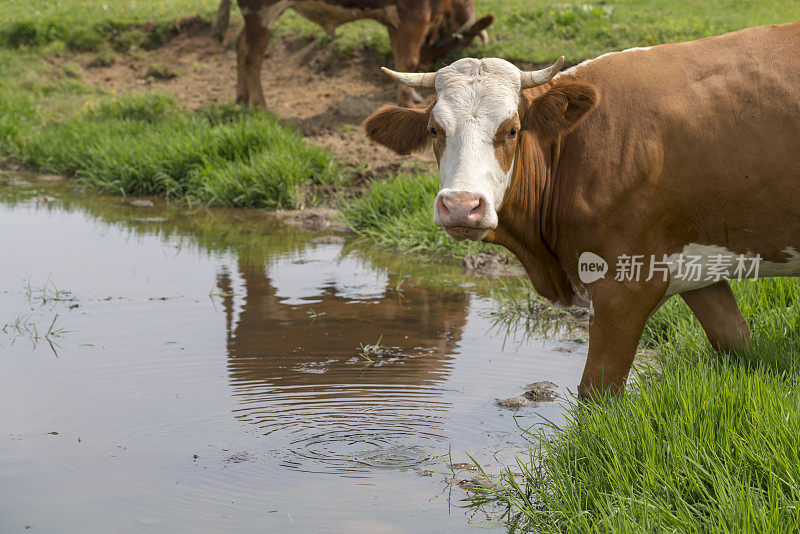 斯洛文尼亚山区草地上的池塘里，奶牛在饮水