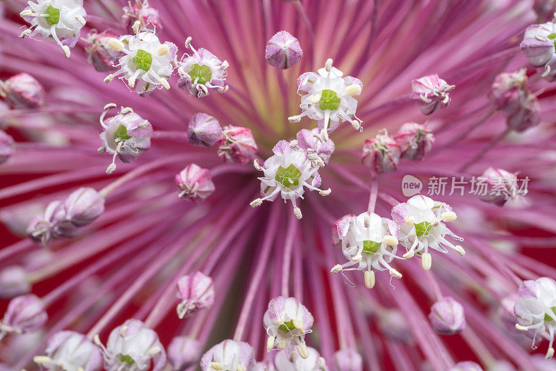 红色背景上粉红色葱花的微距照片