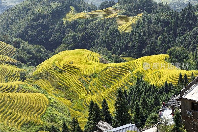 中国广西的龙基瑶族和壮族水稻梯田