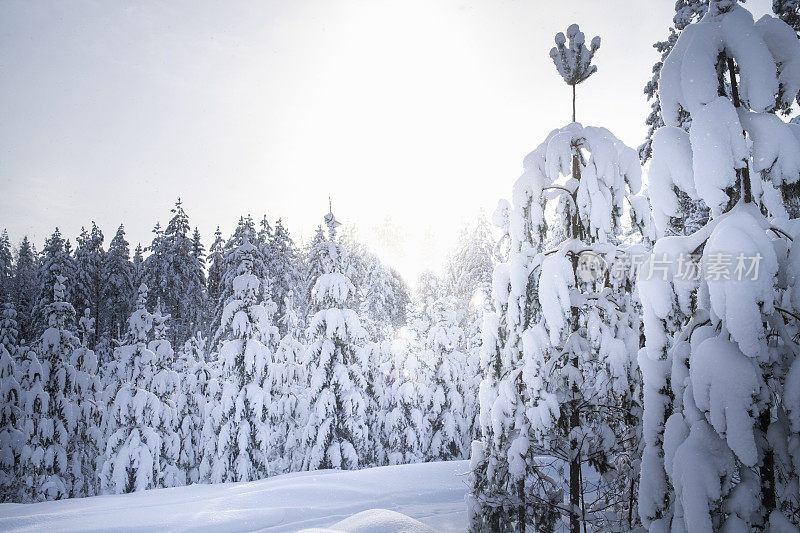 芬兰雪林之旅