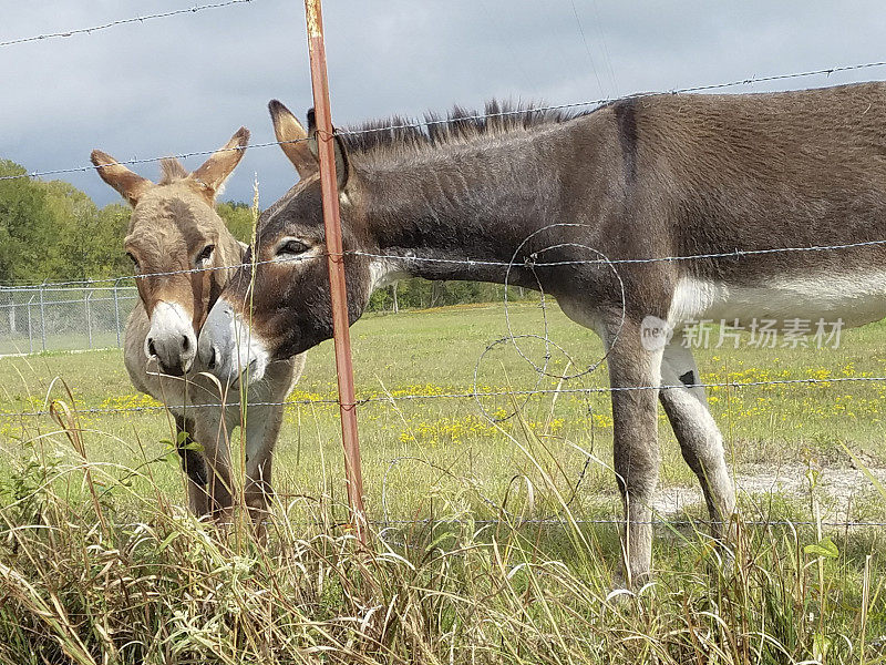 宠物驴在牧场后面的带刺铁丝网。