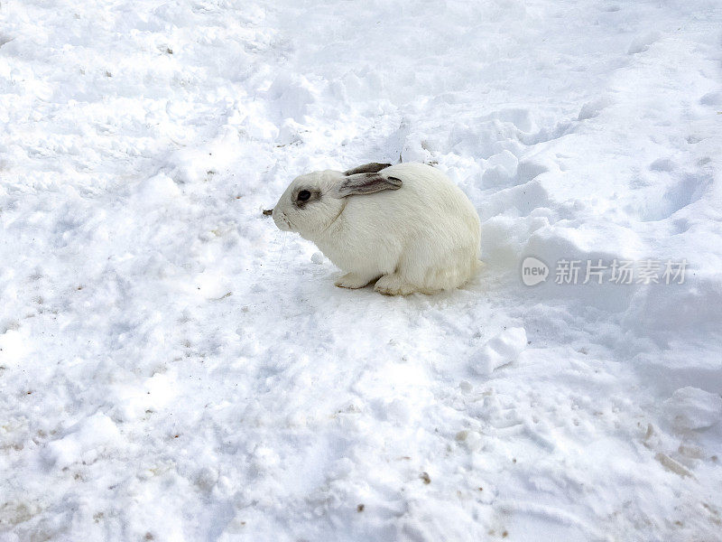 可爱的小白兔在雪地里感觉寒冷