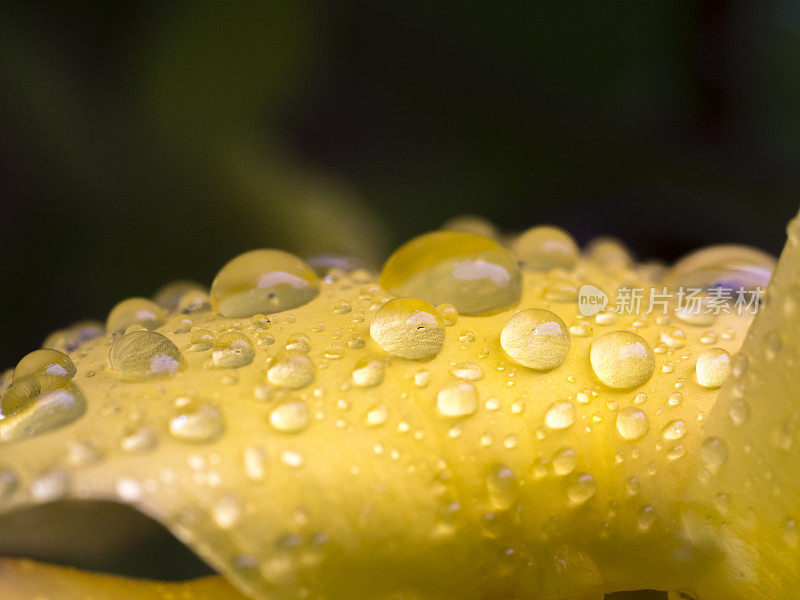 雨滴落在黄色的花瓣上