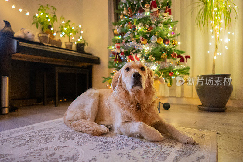 可爱的金毛寻回犬在家。庆祝新年和圣诞节