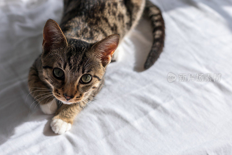 可爱的虎斑猫，绿色的眼睛和白色的爪子躺在床上。