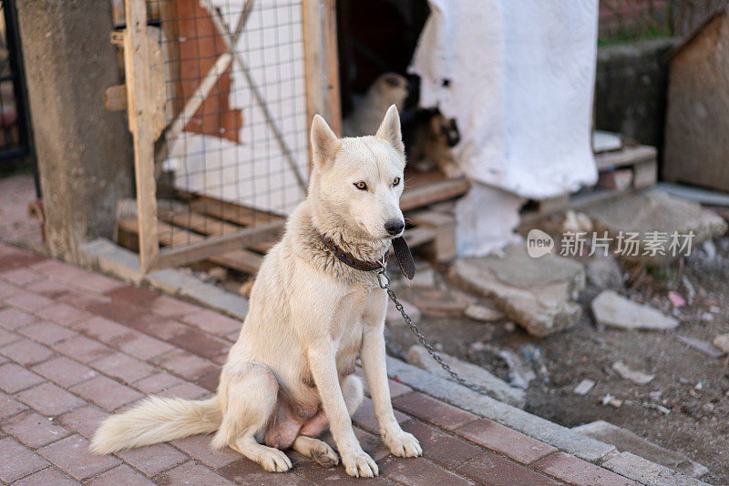 纯种白色西伯利亚哈士奇系在她的狗窝在街道院子里