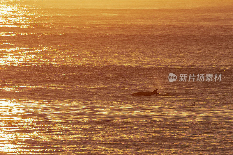 在金色的夕阳下，一条背鳍从海面上露出来