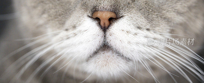 猫的脸特写(胡子和鼻子)